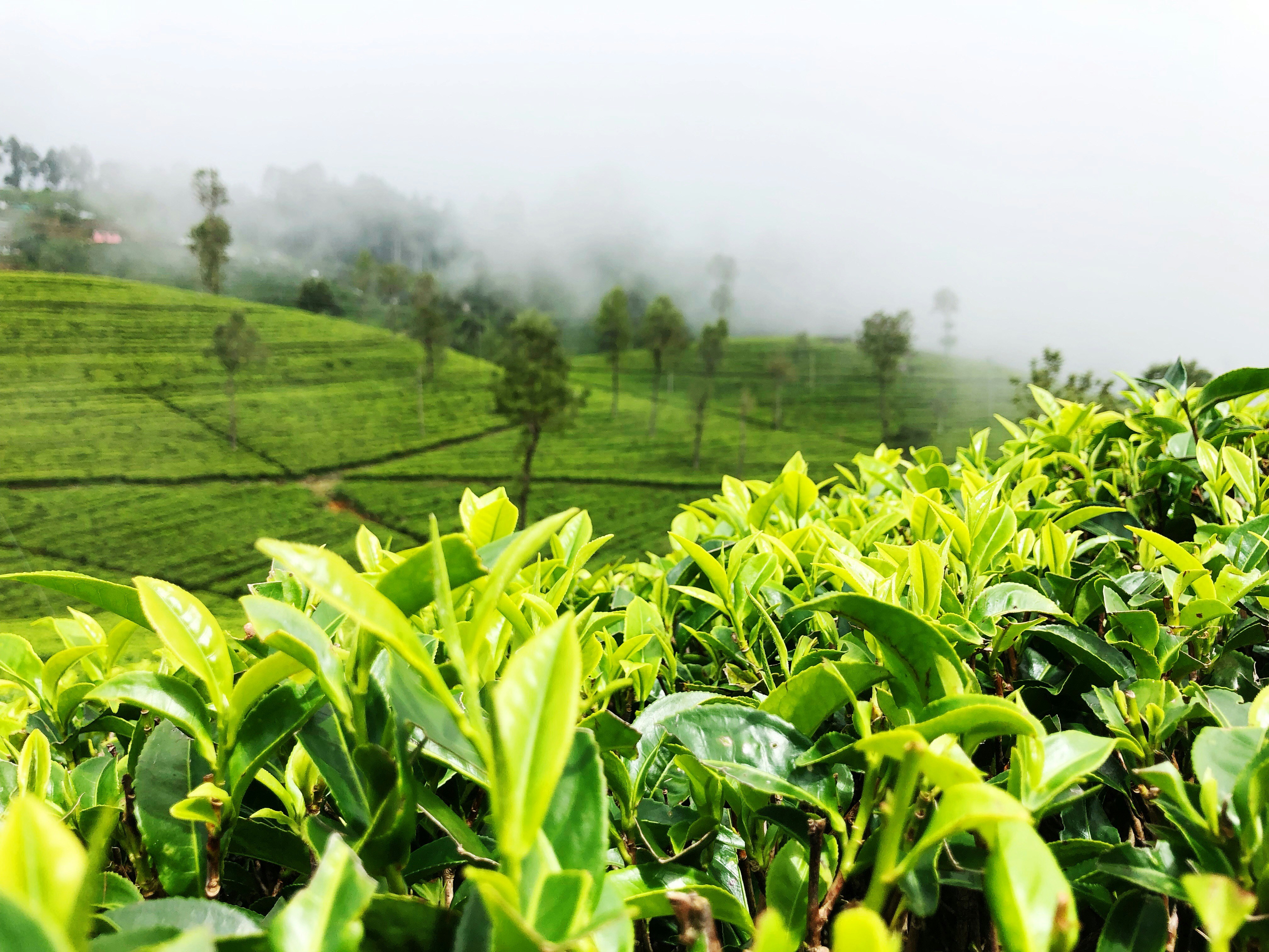 Sri Lankan Tea Plantation